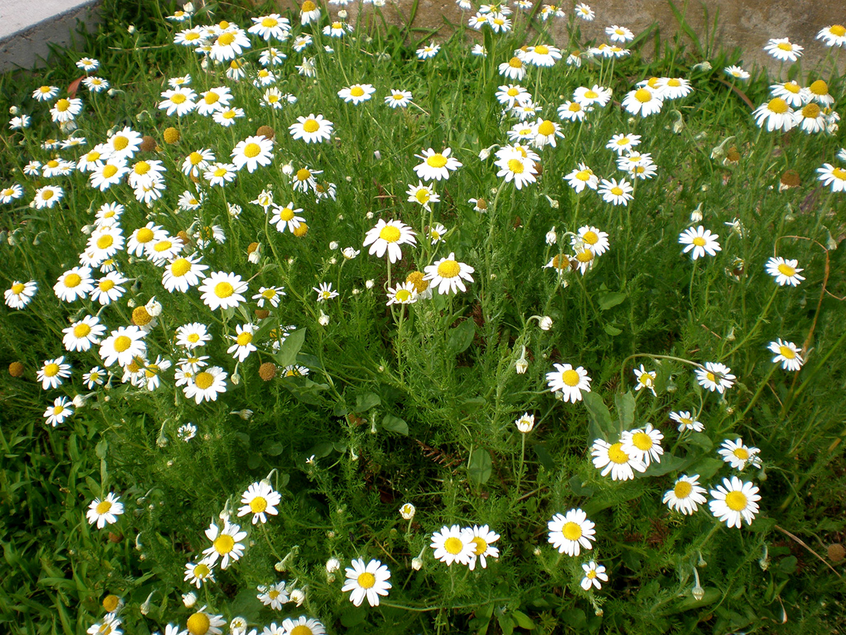 Roman chamomile in bloom