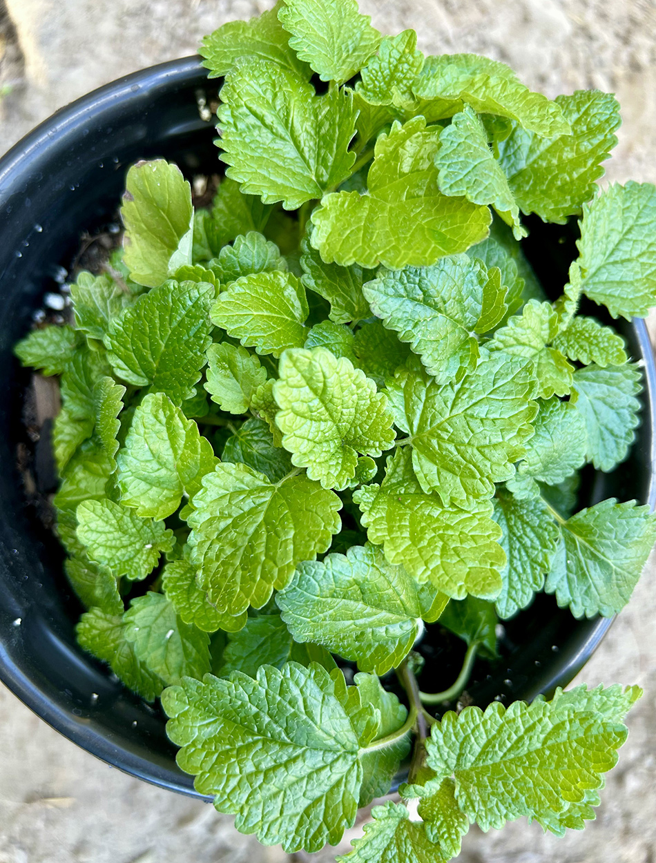 Mandarina lemon balm