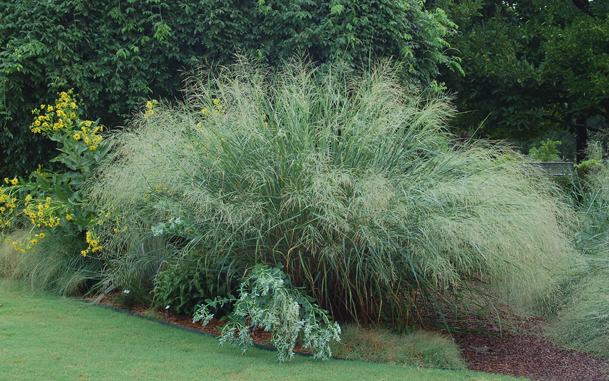 Cloud Nine switchgrass