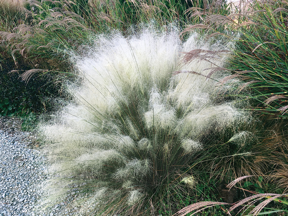White Cloud muhly grass