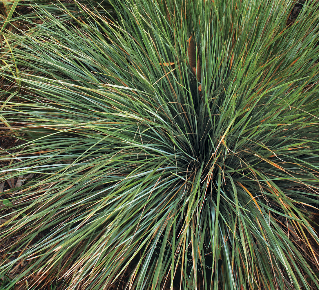 Blue oat grass