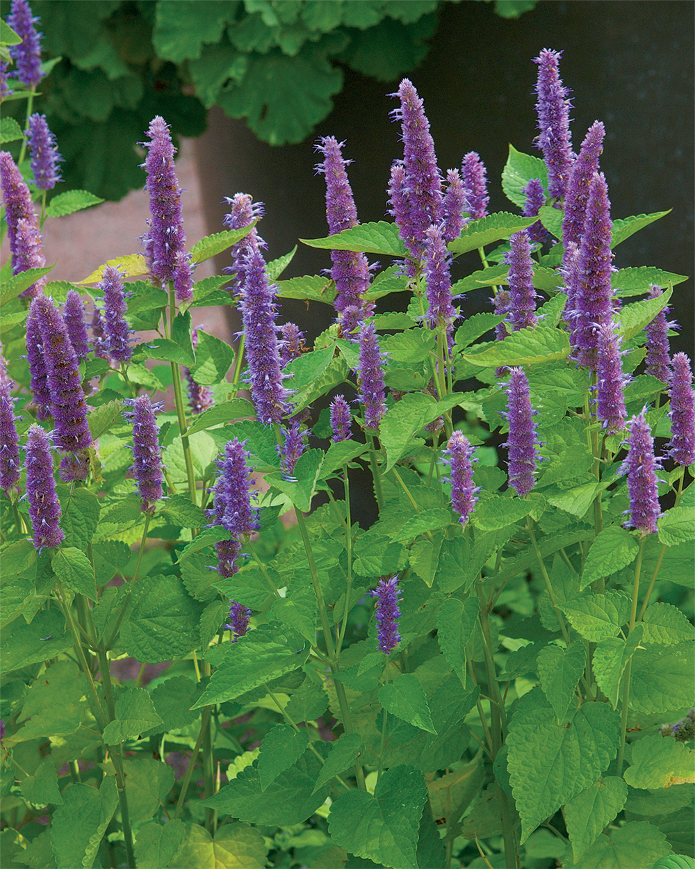 Agastache foeniculum