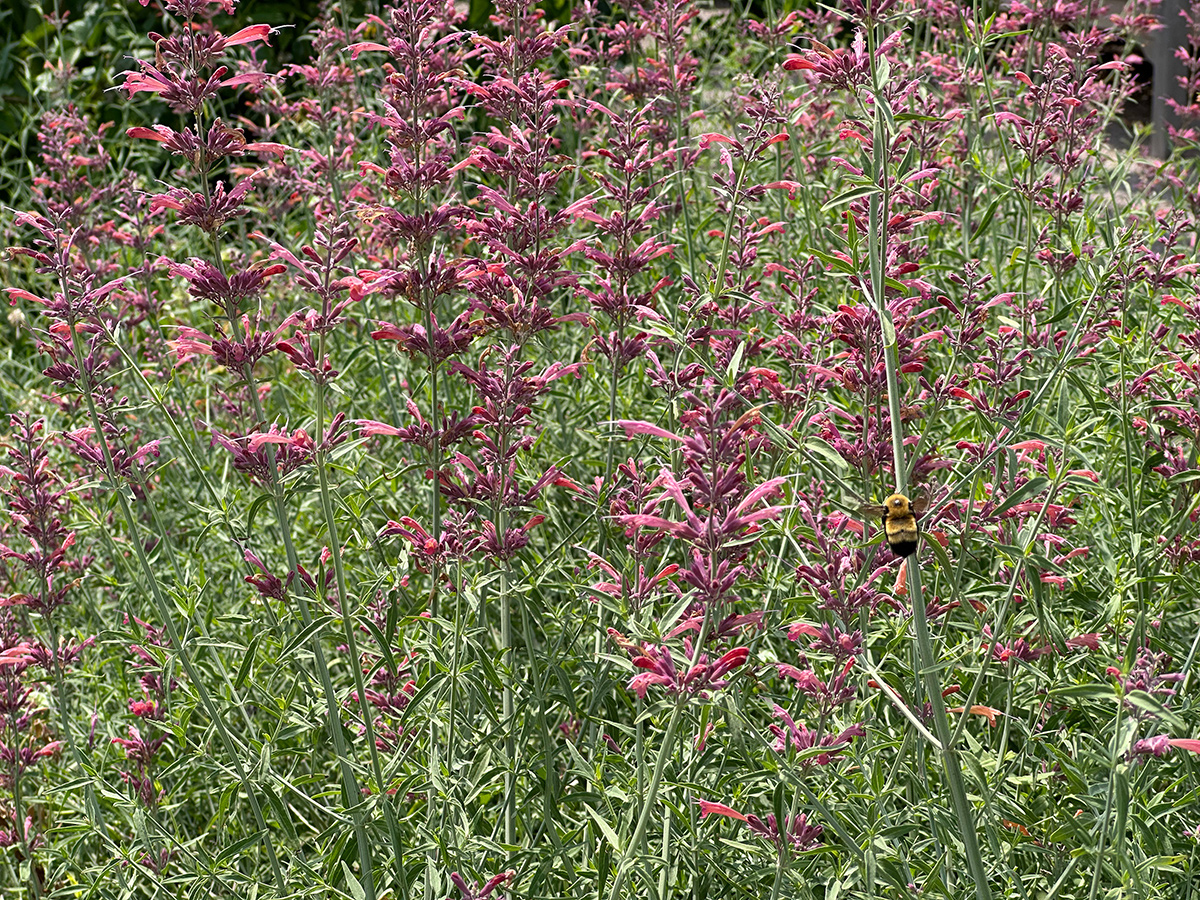 Agastache cana