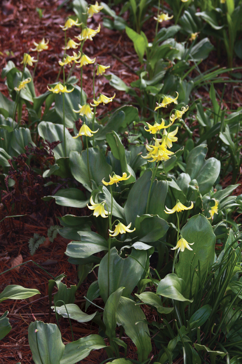 'Pagoda' trout lily with yellow blooms