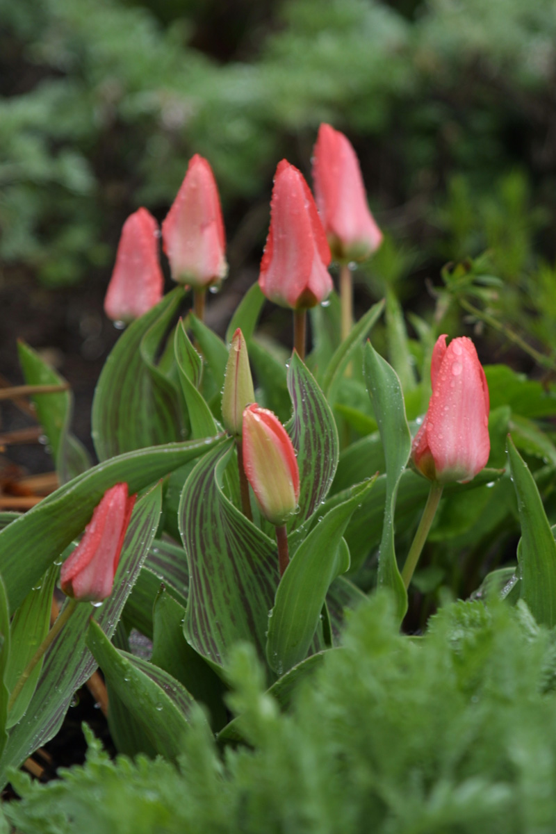 ‘Sweet Lady’ Greg’s tulip pink blooms unopened