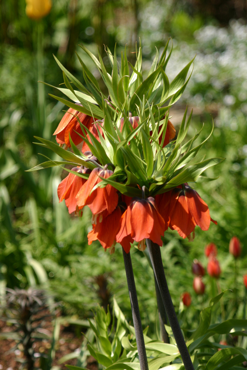 ‘Rubra Maxima’ crown imperial