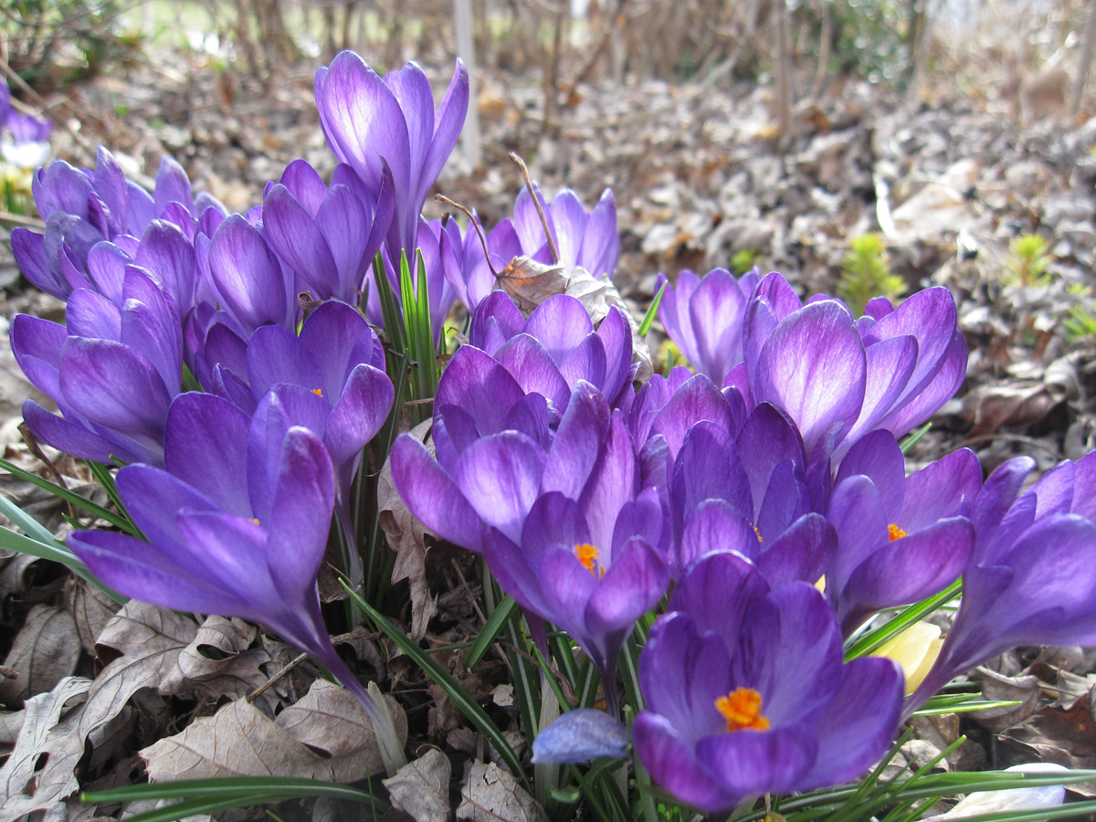 ‘Ruby Giant’ crocus purple blooms