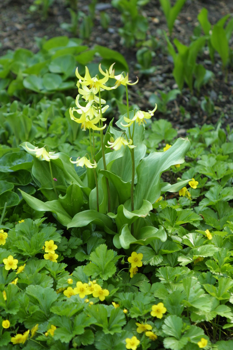 ‘Pagoda’ trout lily