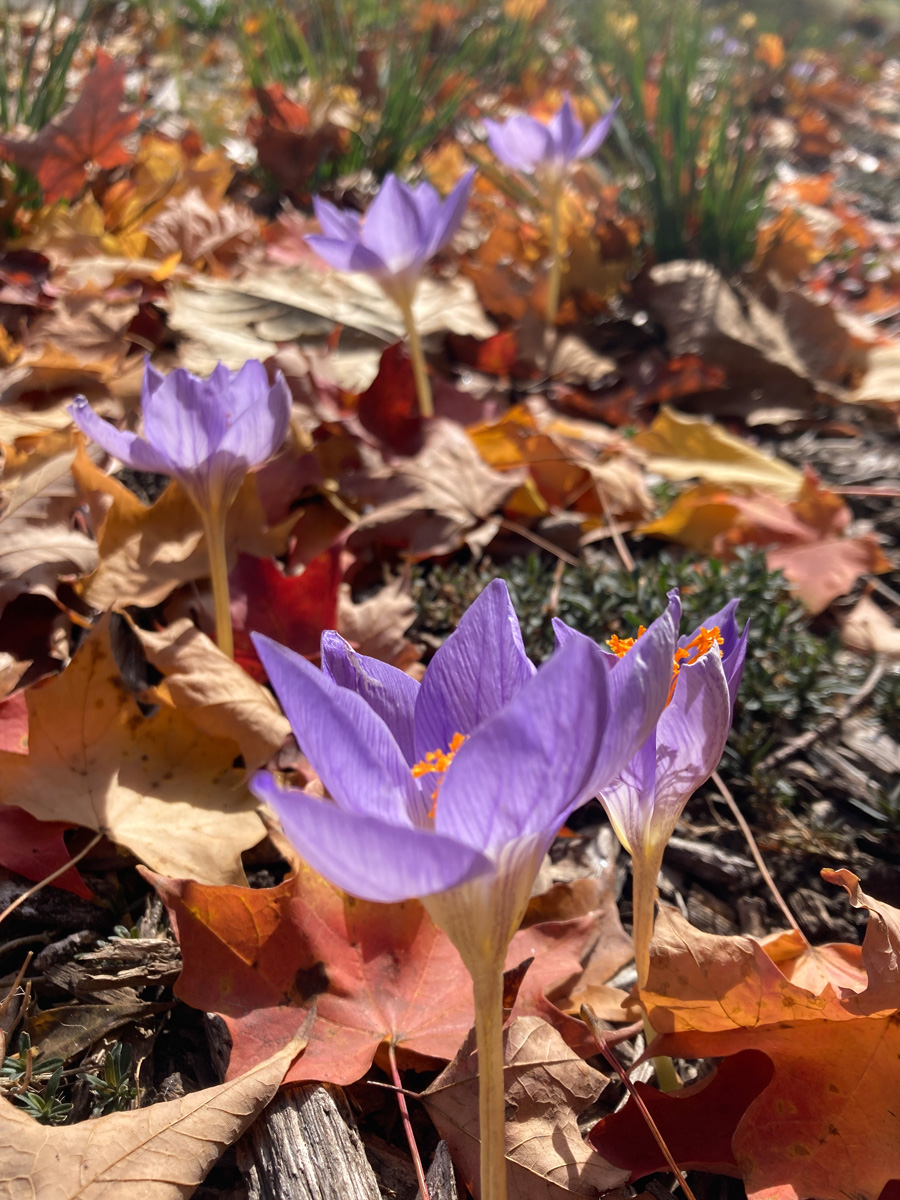 purple crocus blooming amongst orange fall leaevs