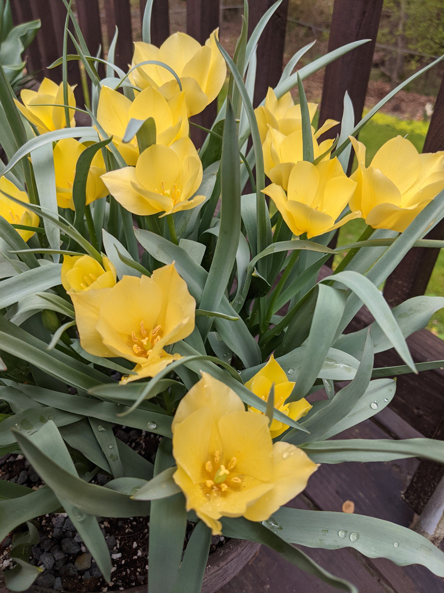 ‘Bright Gem’ tulip