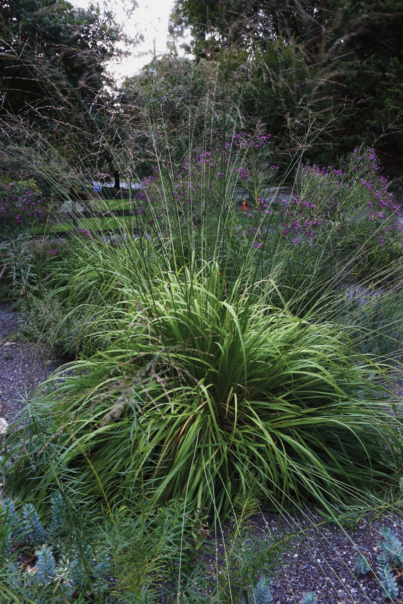 Mollinia Sky Racer in the garden