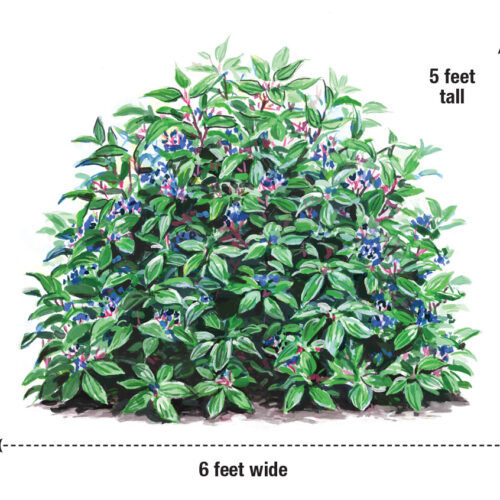 Viburnum davidii illustration