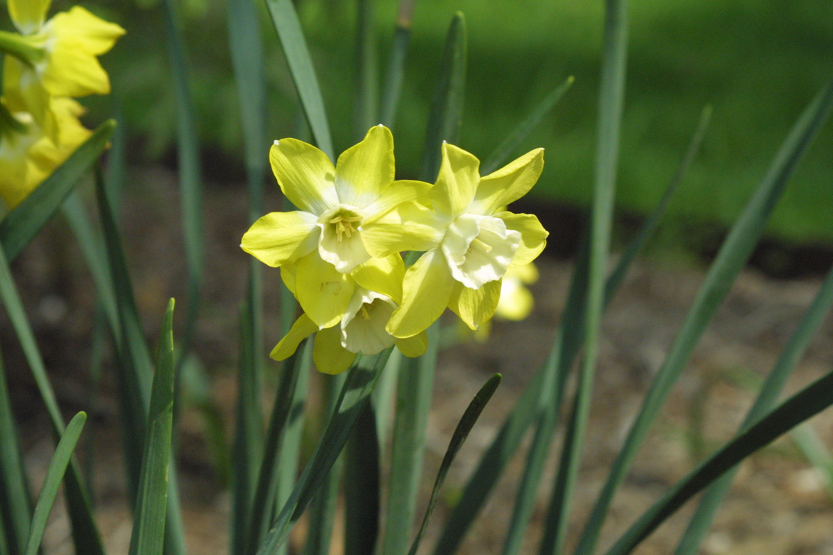 Yellow ‘Dickcissel’ daffodil bloom