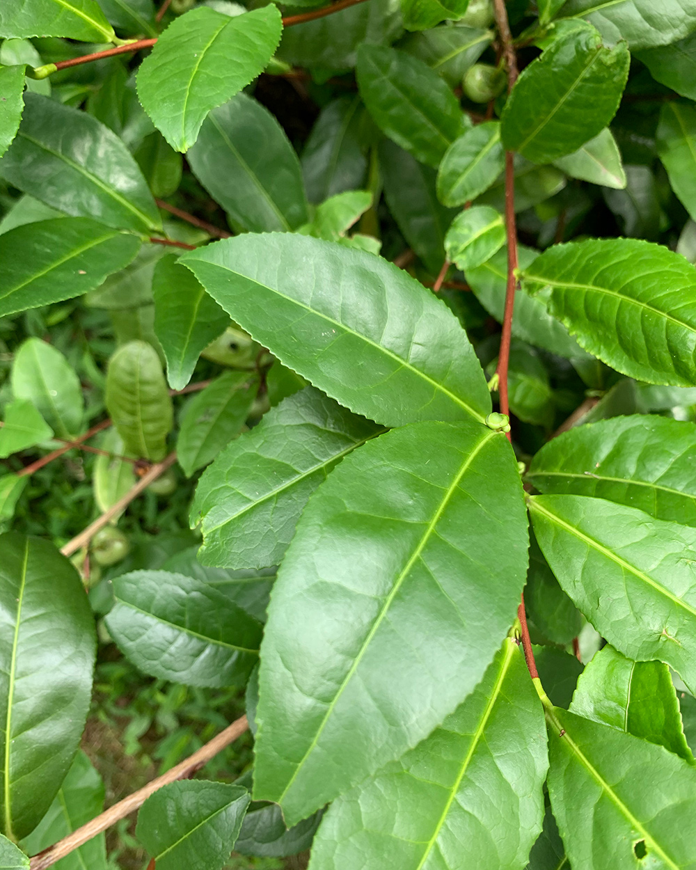 close up of tea plant leaves