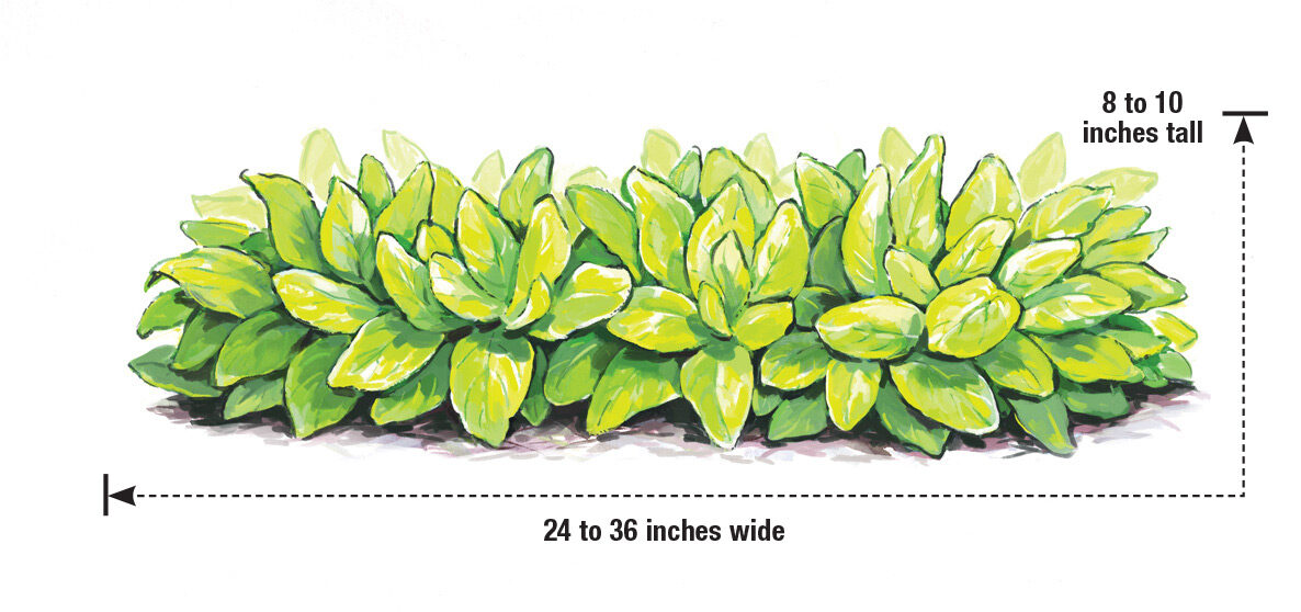 Stachys byzantina Key-Lime lambs' ear illustration