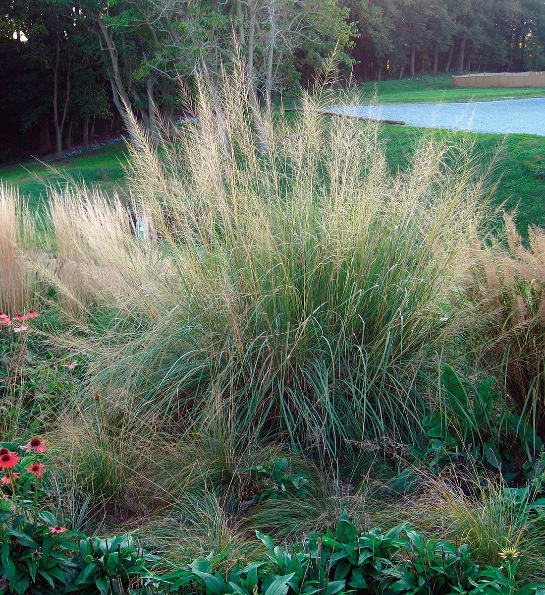 Windbreaker giant sacaton grass