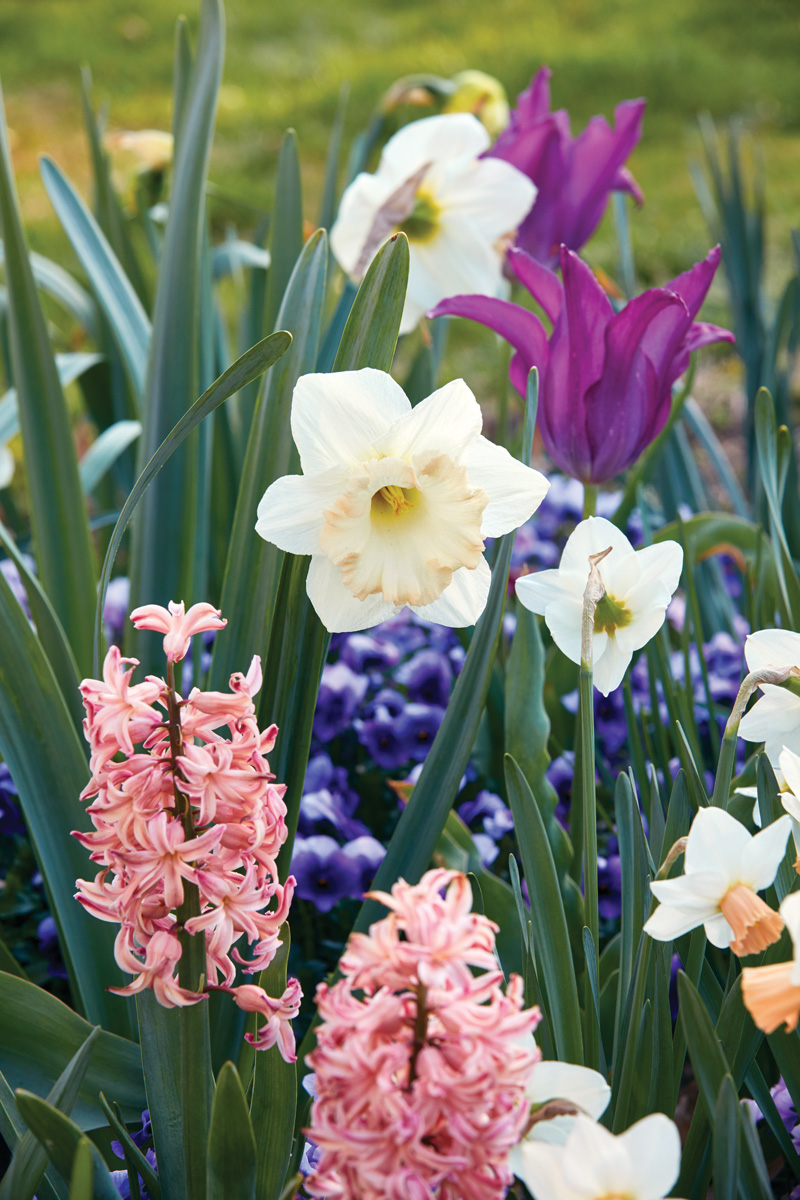Daffodil and hyacinth blooms in spring