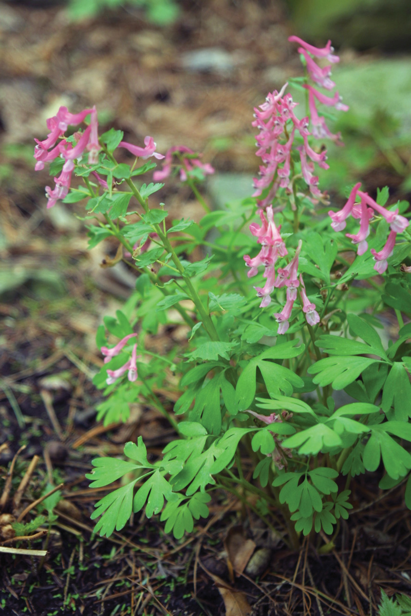 Corydalis solida Beth Evans with pink blooms in the garden