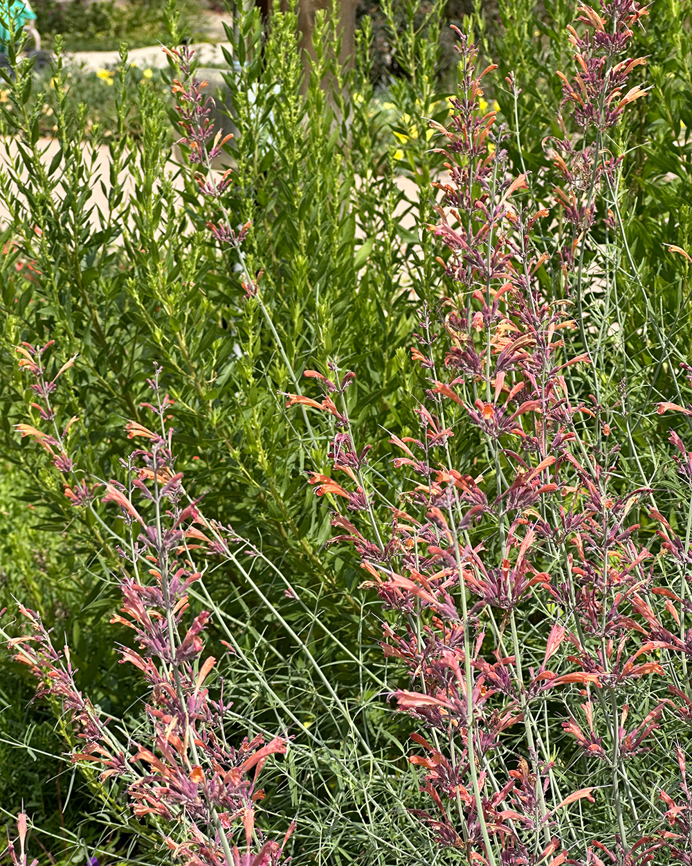 Agastache rupestris