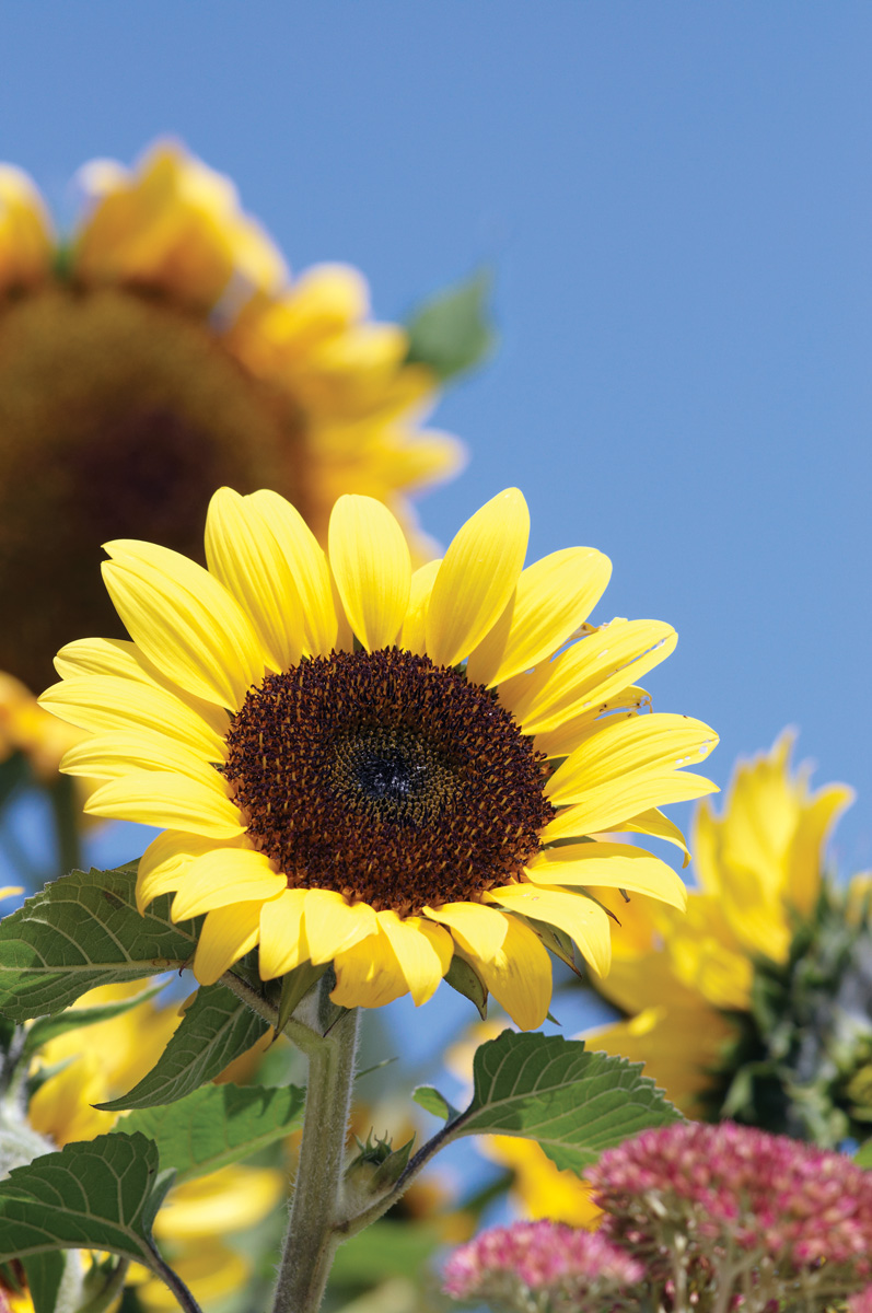 'Ballad' annual sunflower bloom