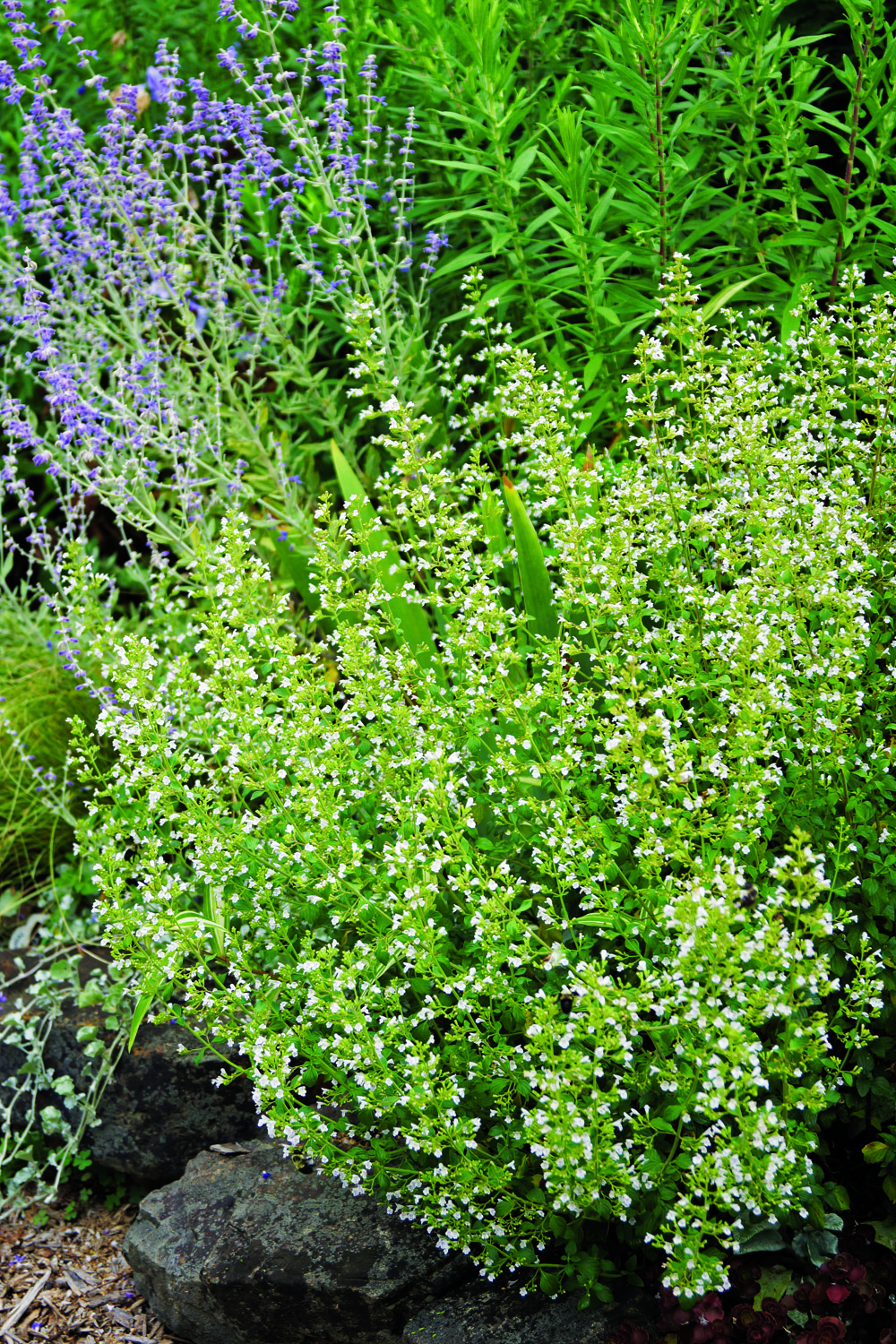 Montrose Calamintha Nepeta habit