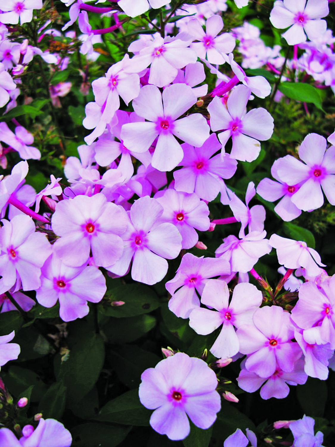 Thai Pink Jade garden phlox bloom closeup