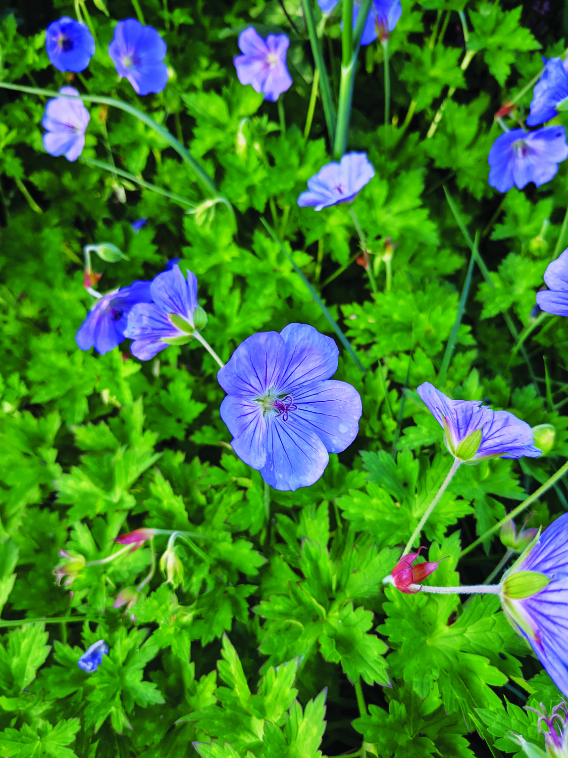 Geranium Johnson's Blue single blooms