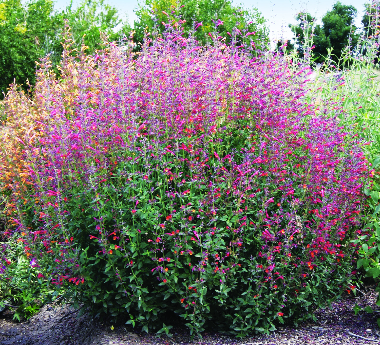 Agastache Coronado Red habit and bloom