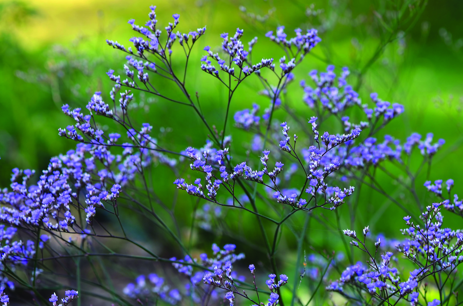 Sea lavender blooms