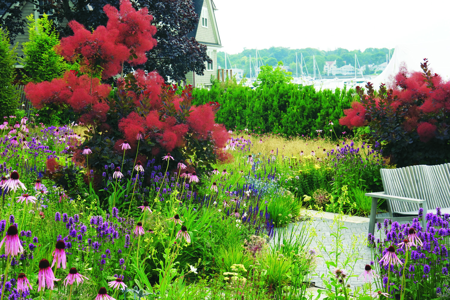 Cotinus coggygria 'Royal Purple' in the landscape