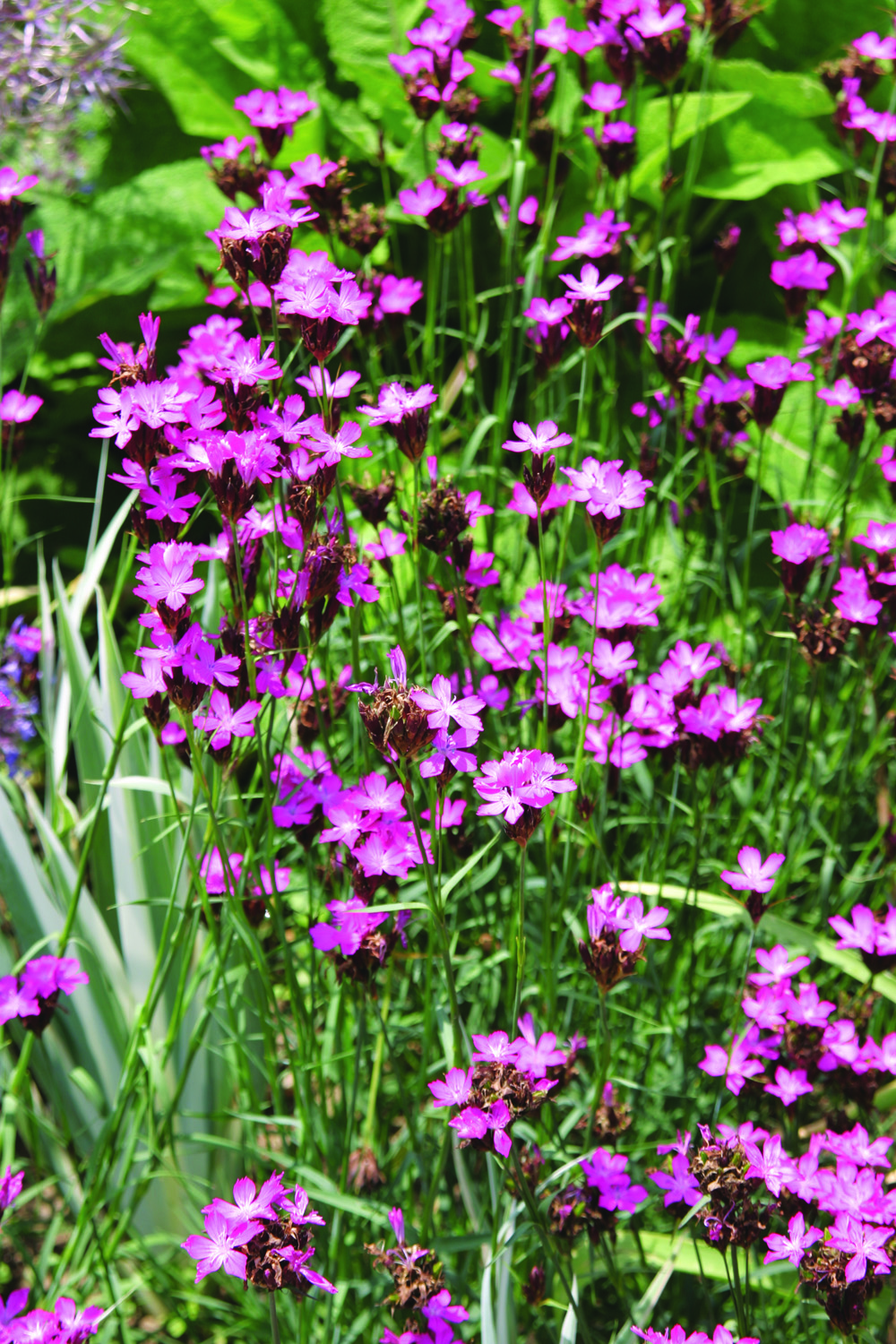 Carthusian pink long-blooming sun perennial