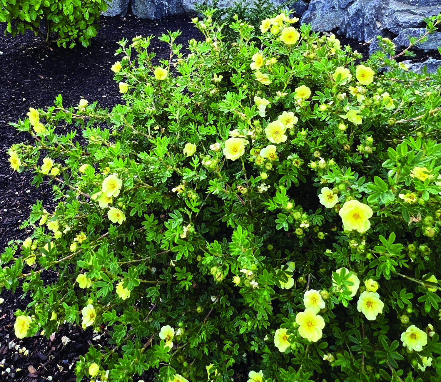 Lemon Meringue™ Cinquefoil 