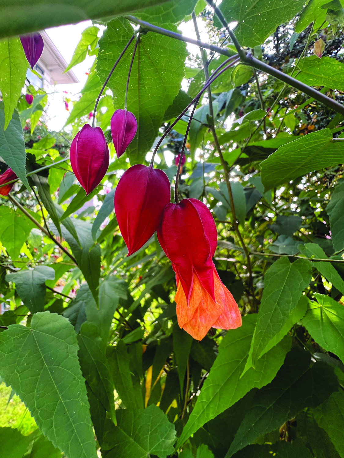 Red abutilon flowers