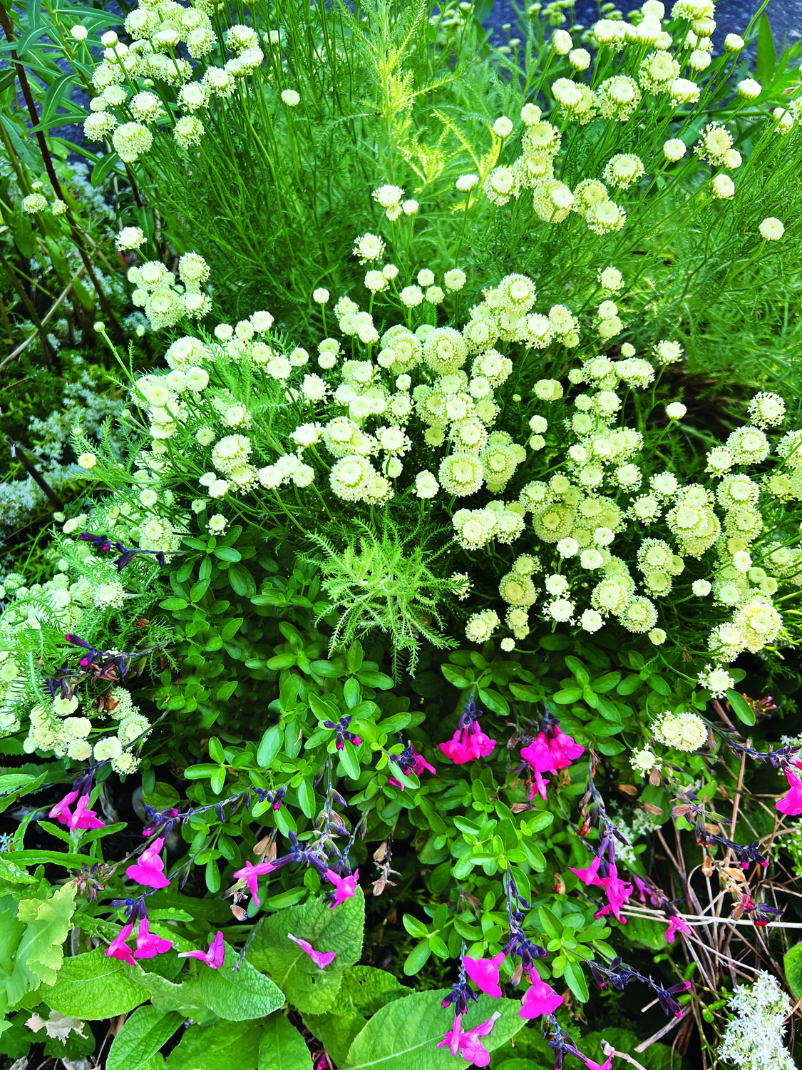 Santolina Lemon Queen lavender cotton