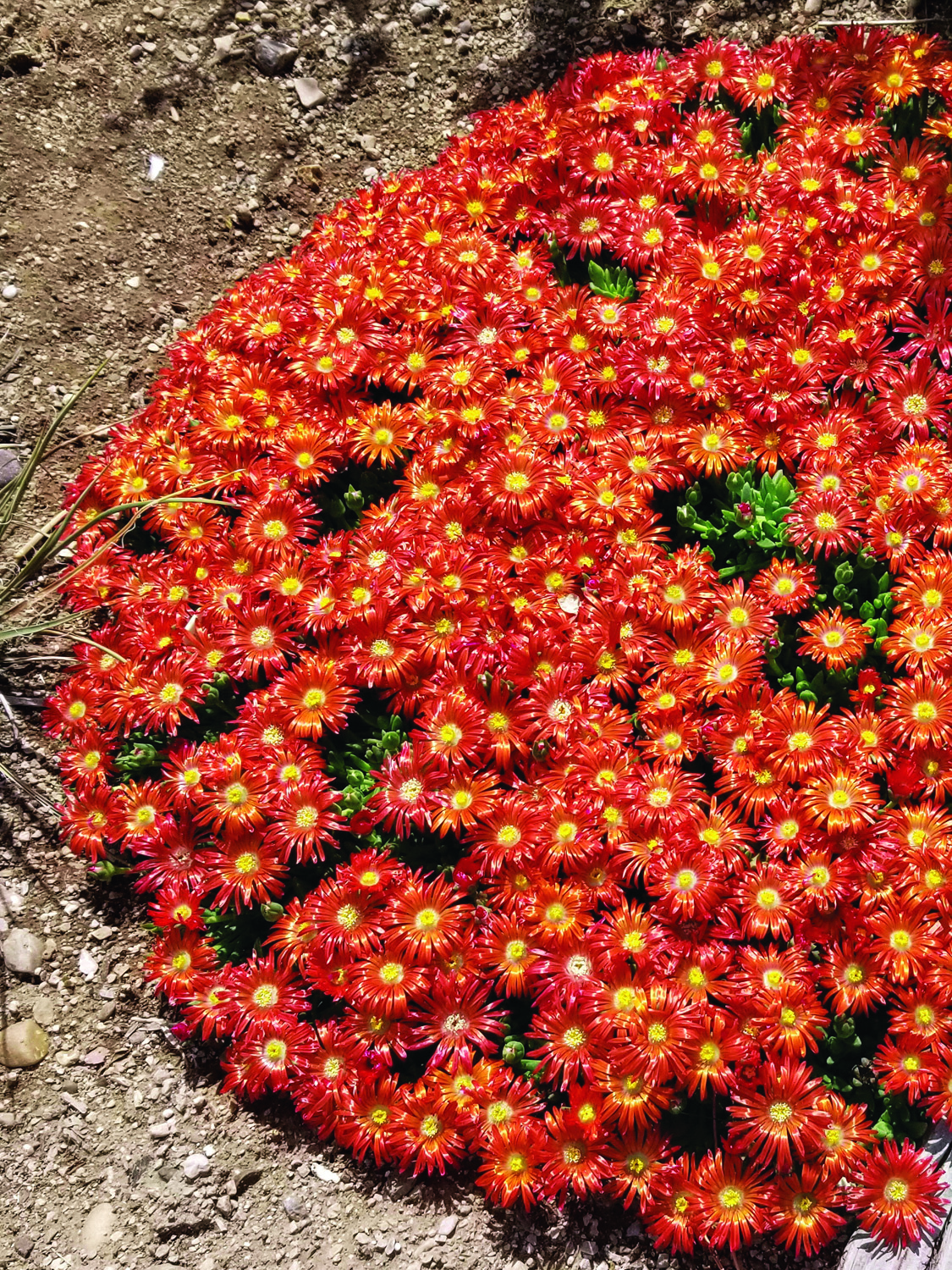 orange Delosperma in bloom