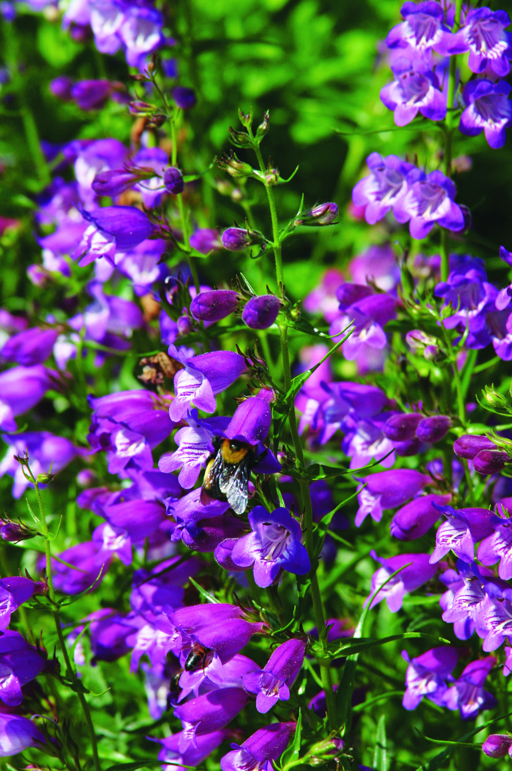 Pikes Peak purple penstemon blooms