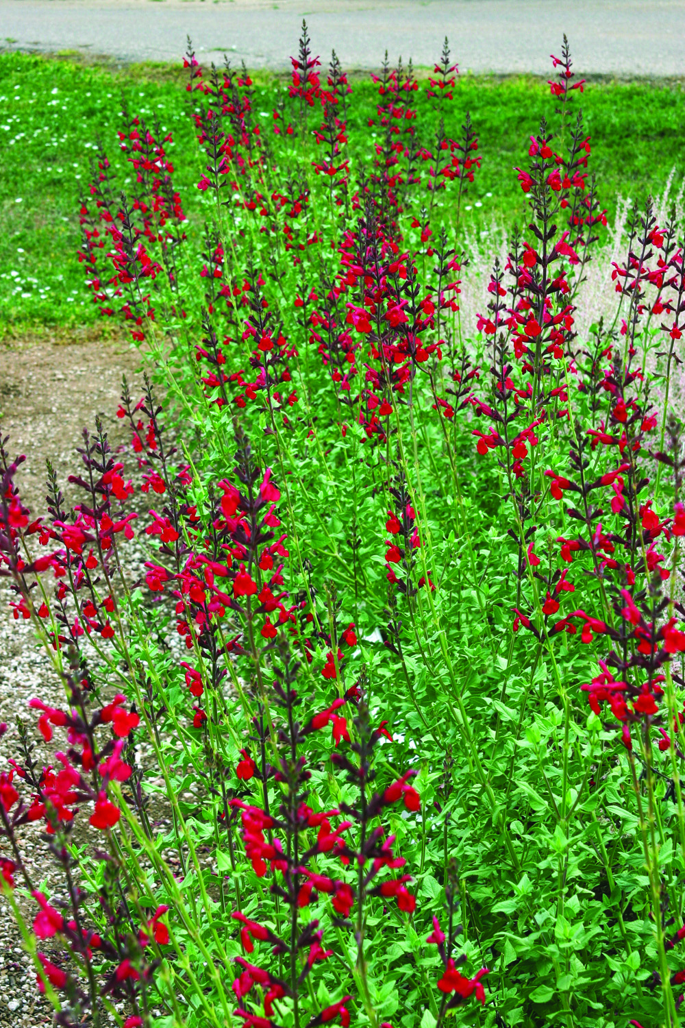 Salvia-Windwalker Royal Red