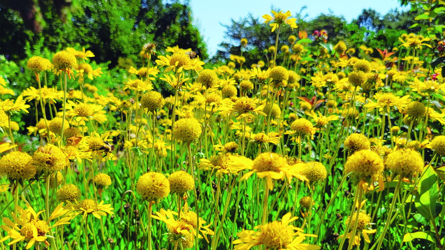 Yellow Glitz n Glamour blanket flower blooms