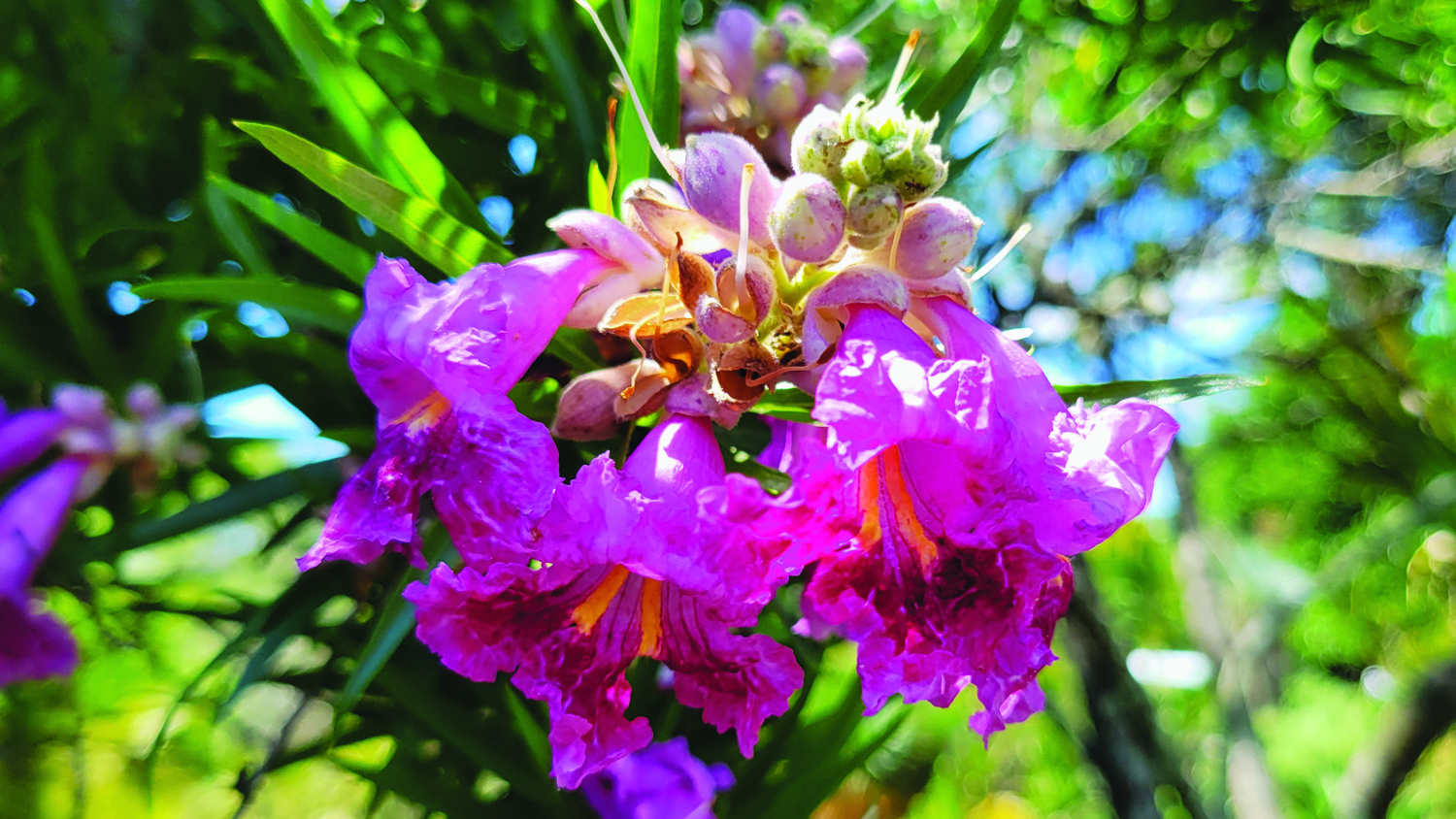 Bubba Desert willow blooms closeup