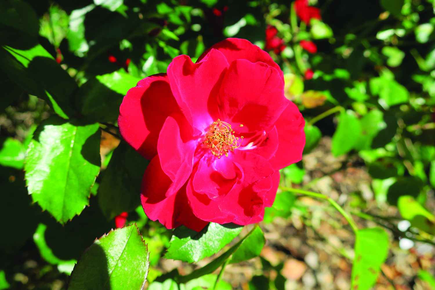 Thrive! Rose bloom closeup