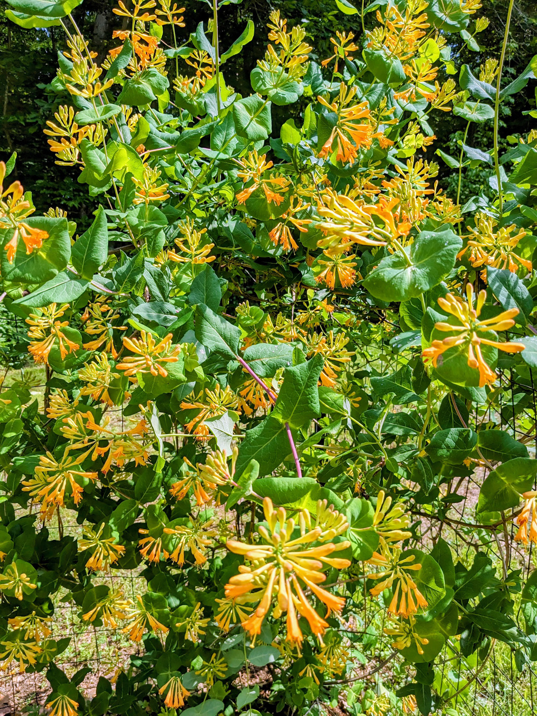 Yellow trumpet honeysuckle plant habit with blooms