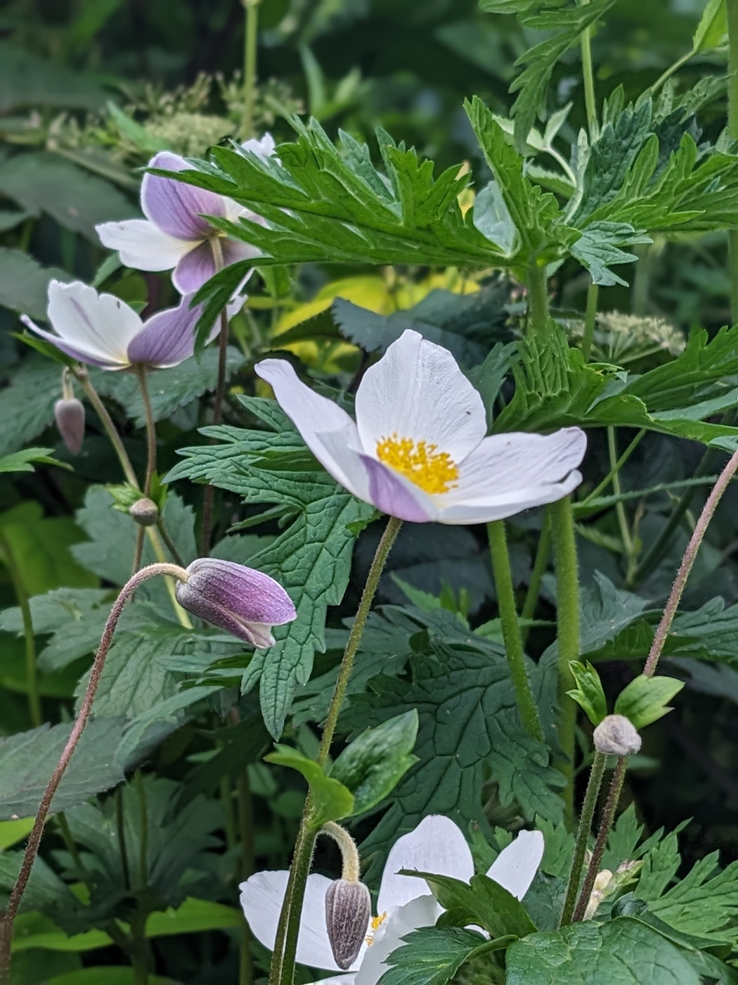 Wild Swan™ hybrid anemone 
