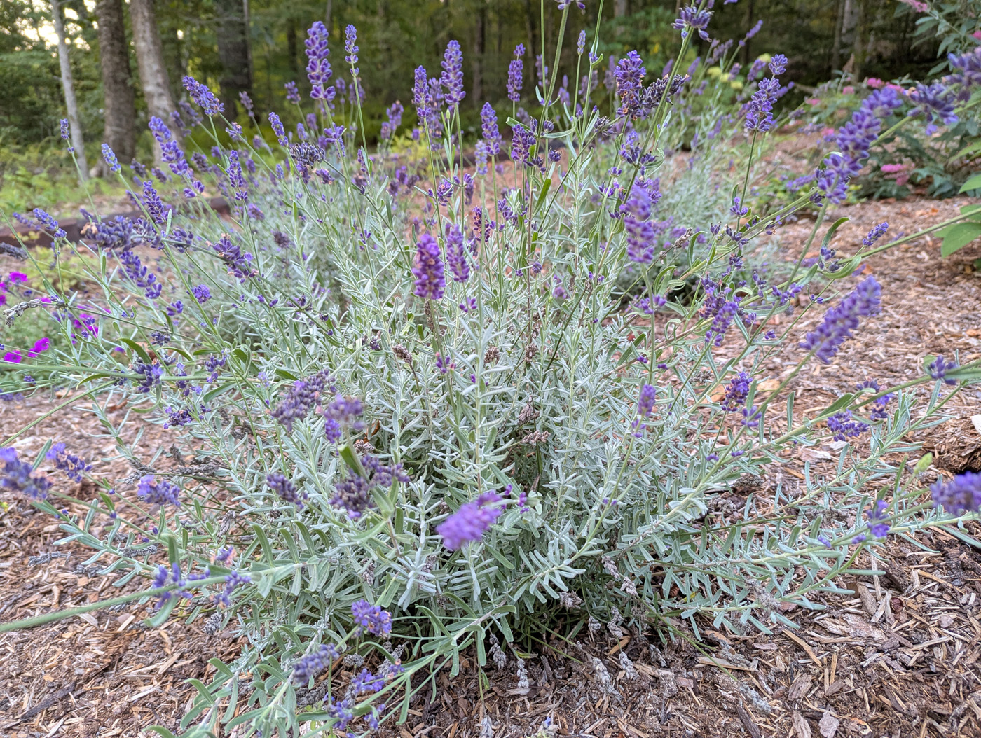 Sweet Romance® English lavender plant habit