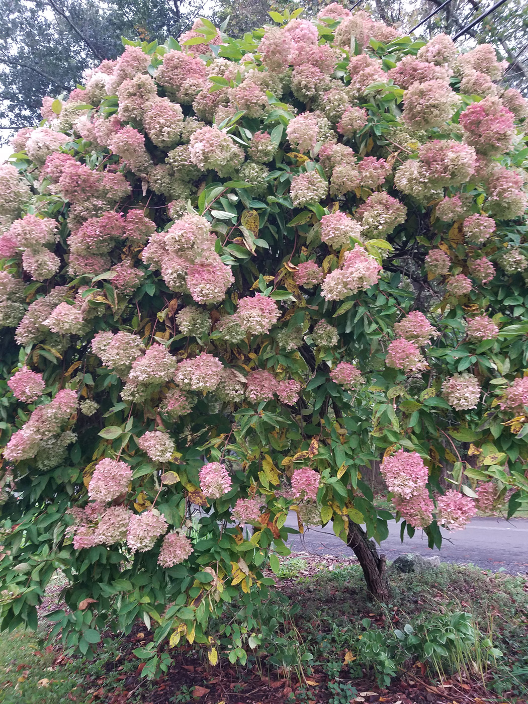 Peegee hydrangea habit