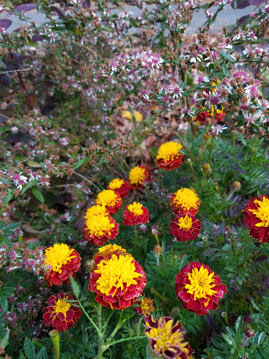 ‘Super Hero Spry’ French marigold in the garden