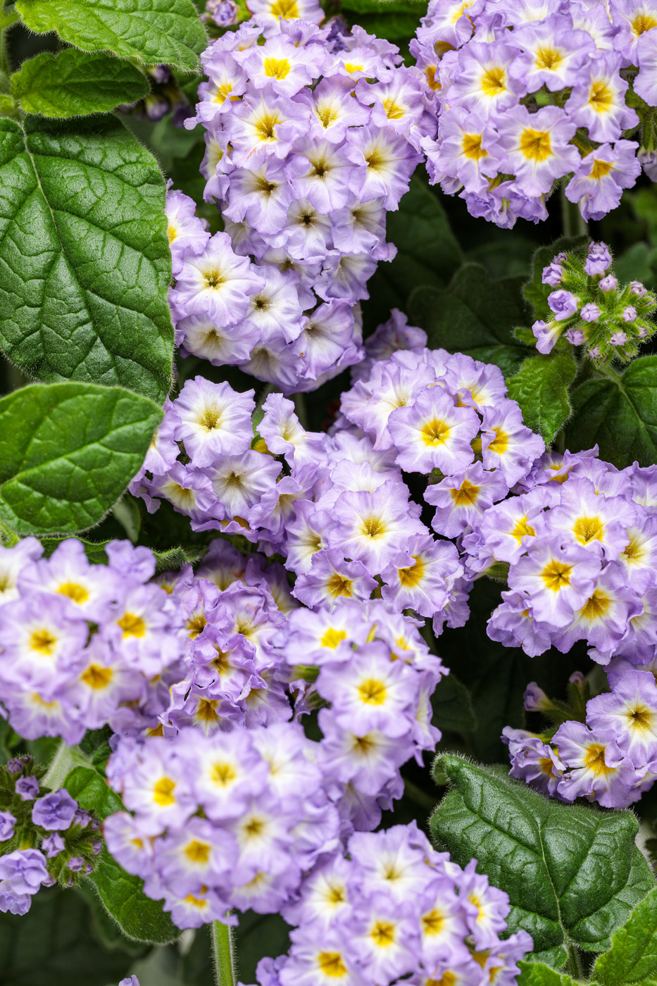 Augusta® Lavender heliotrope blooms