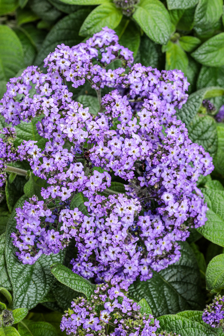 Aromagica® Purple heliotrope blooms