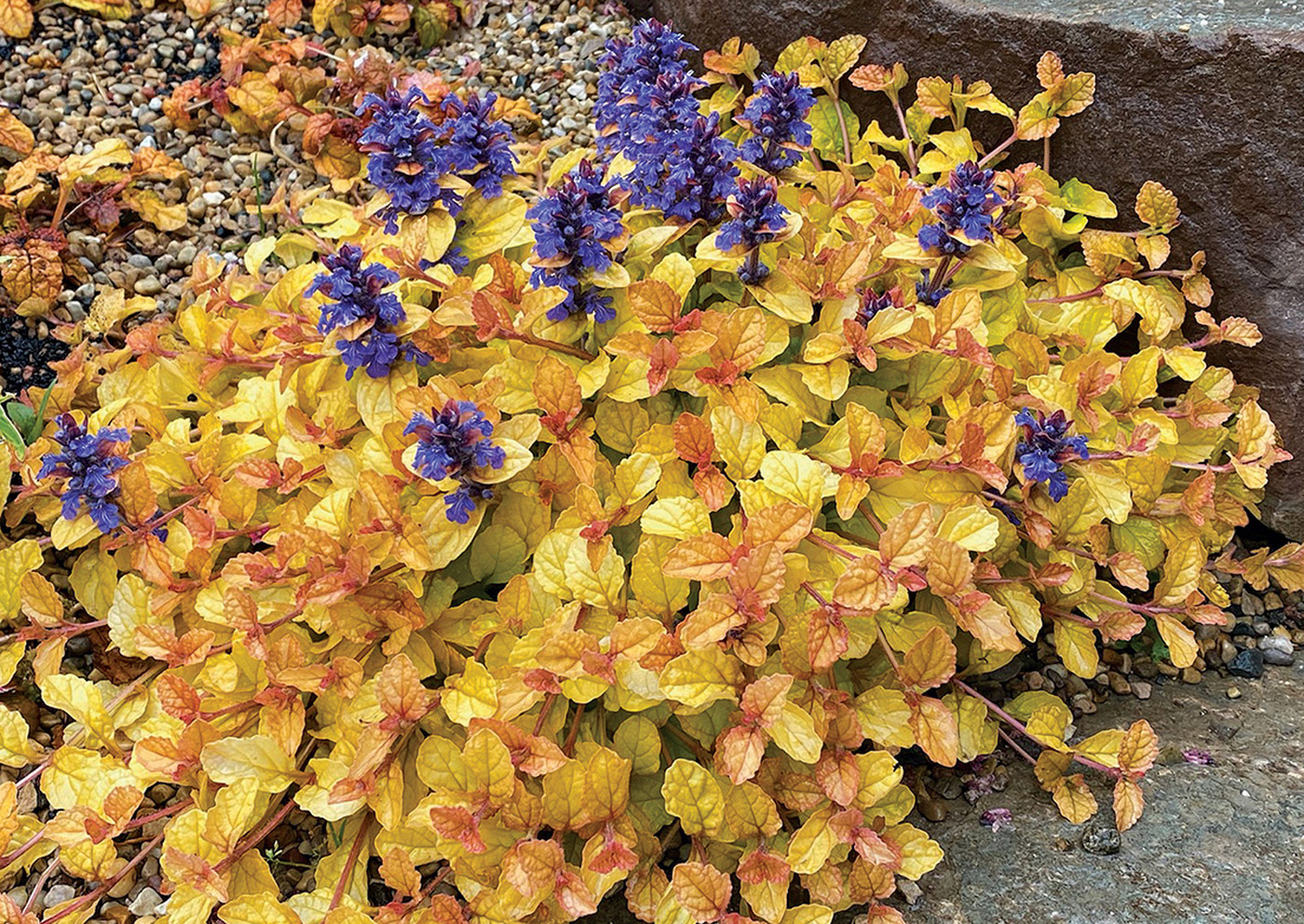 ‘Parrot Paradise’ ajuga orange foliage and purple blooms