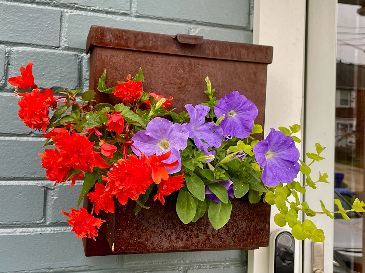 bright orange annuals with purple annuals