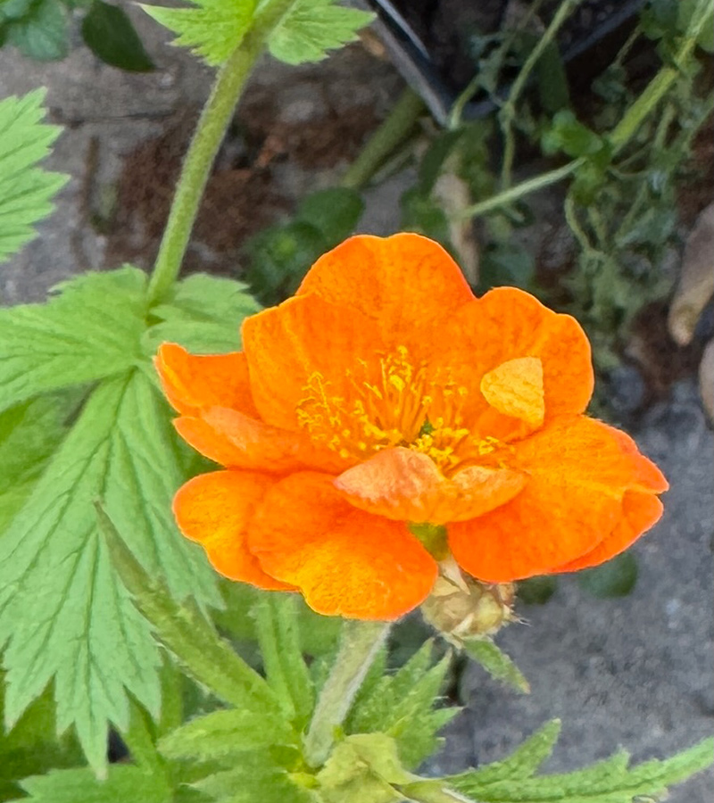 Totally Tangerine geum